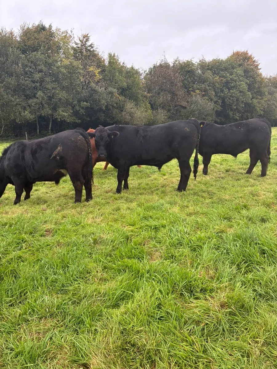 Aberdeen Angus - Image 3
