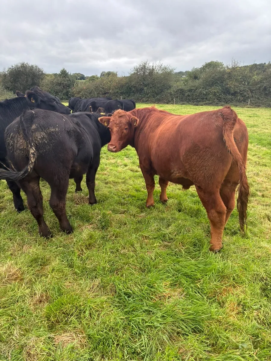 Aberdeen Angus - Image 4