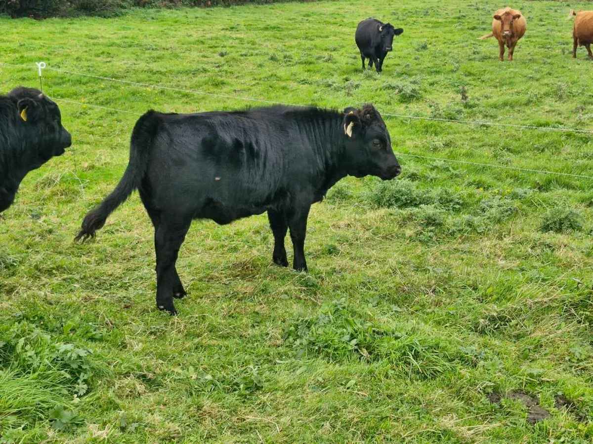 Heifers and Bull calves - Image 3