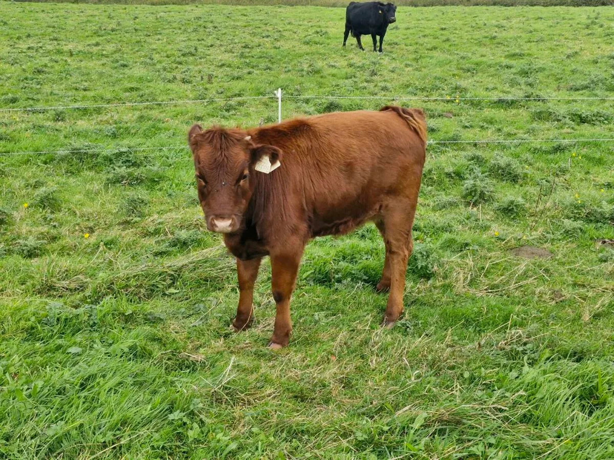 Heifers and Bull calves - Image 4