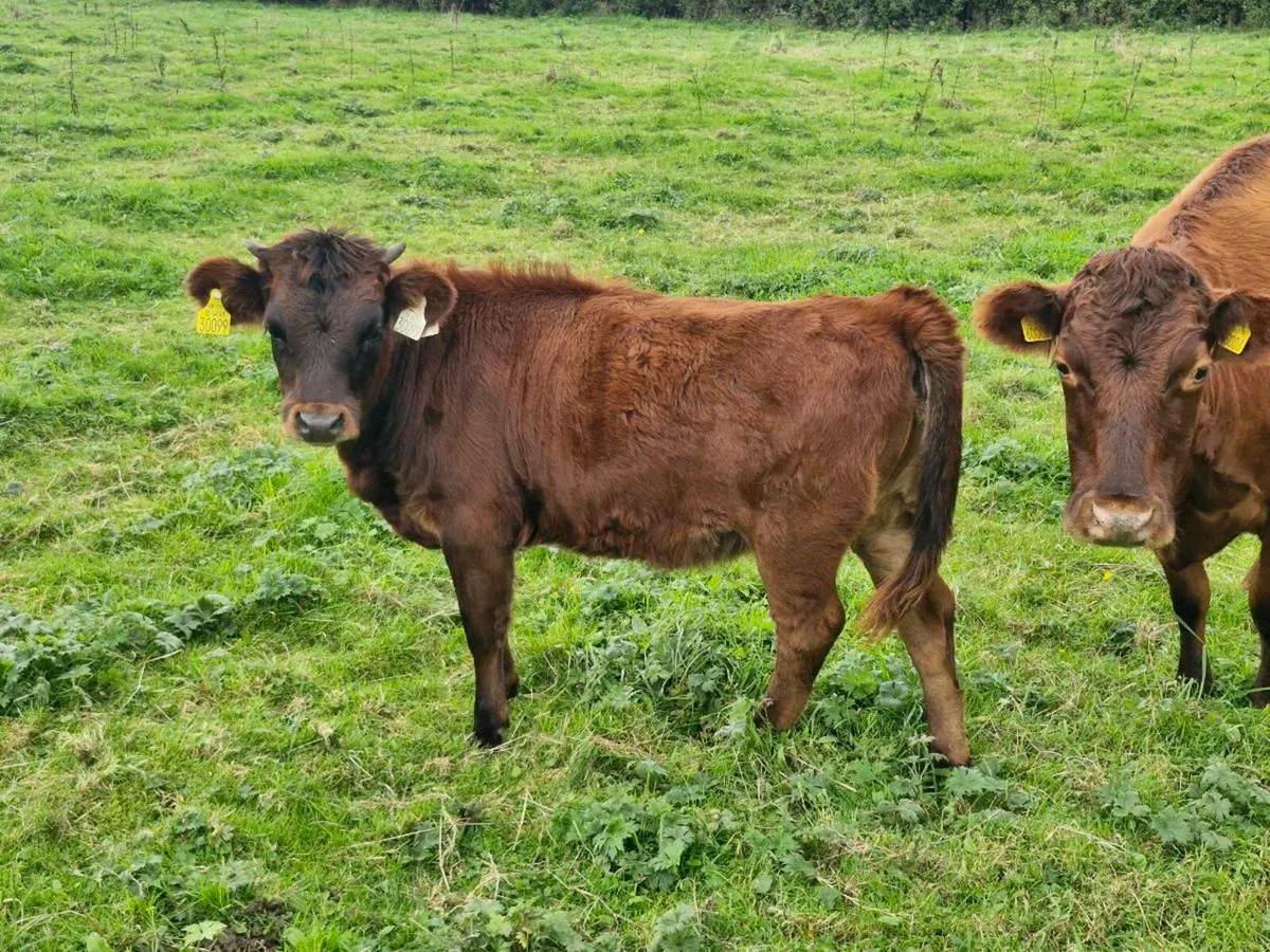 Heifers and Bull calves - Image 2