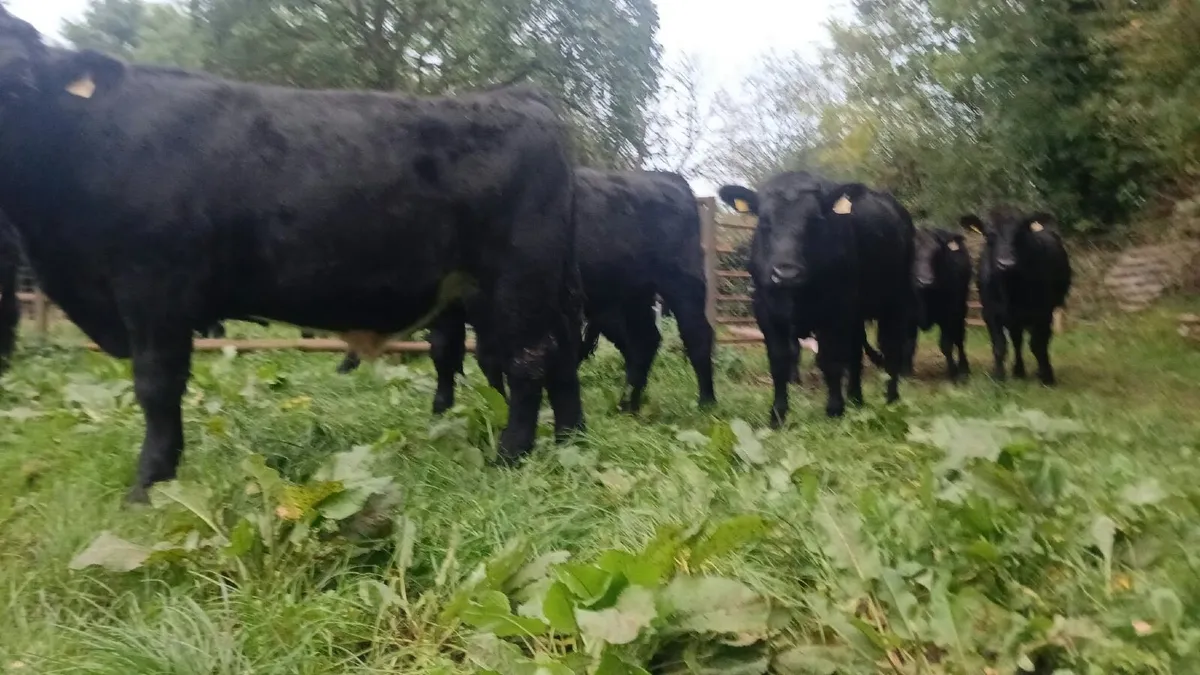 20 Quality Angus Bullocks - Image 2