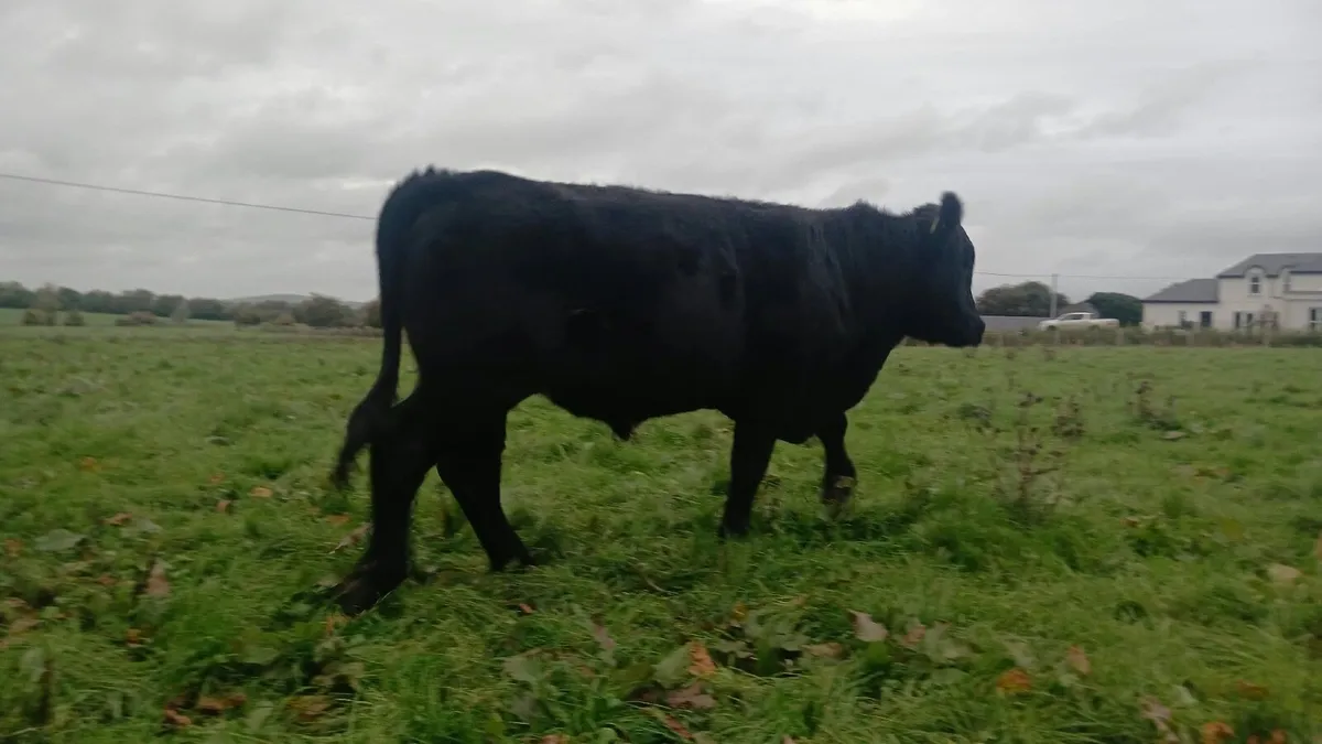 20 Quality Angus Bullocks - Image 3