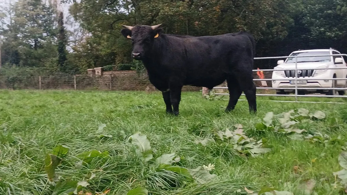 20 Quality Angus Bullocks - Image 1
