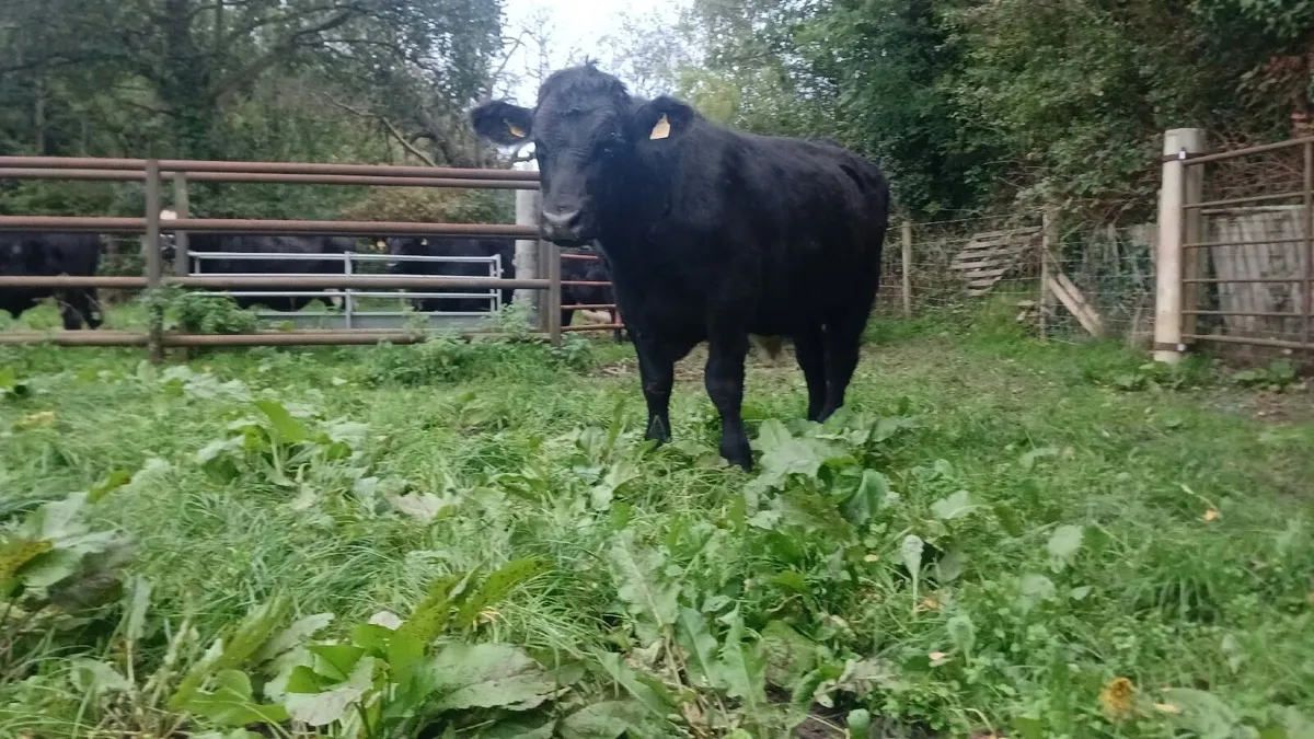 20 Quality Angus Bullocks - Image 4