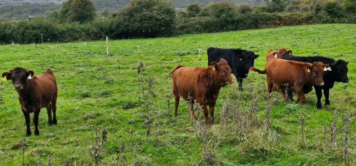 Heifers and Bull calves - Image 1
