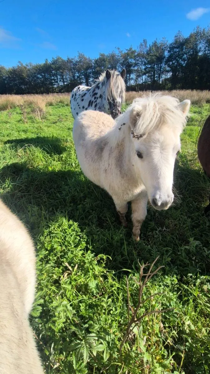 Miniature Filly - Image 1