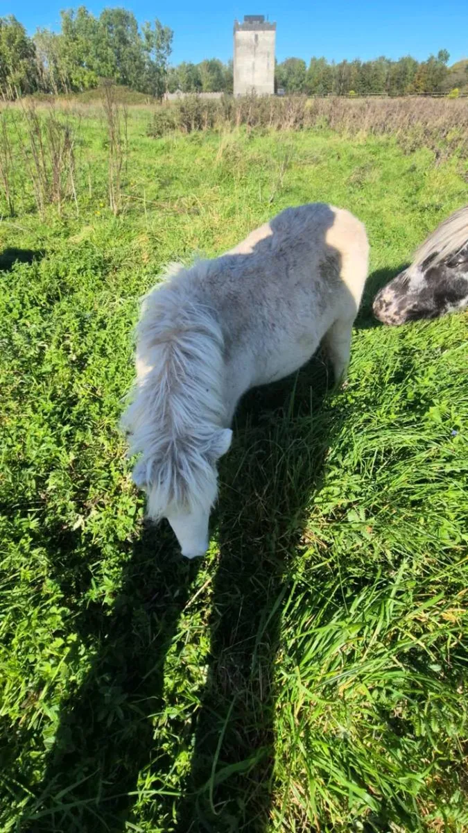 Miniature Filly - Image 2