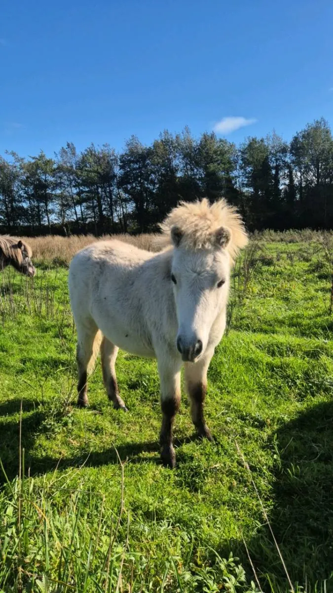 Miniature Colt - Image 4