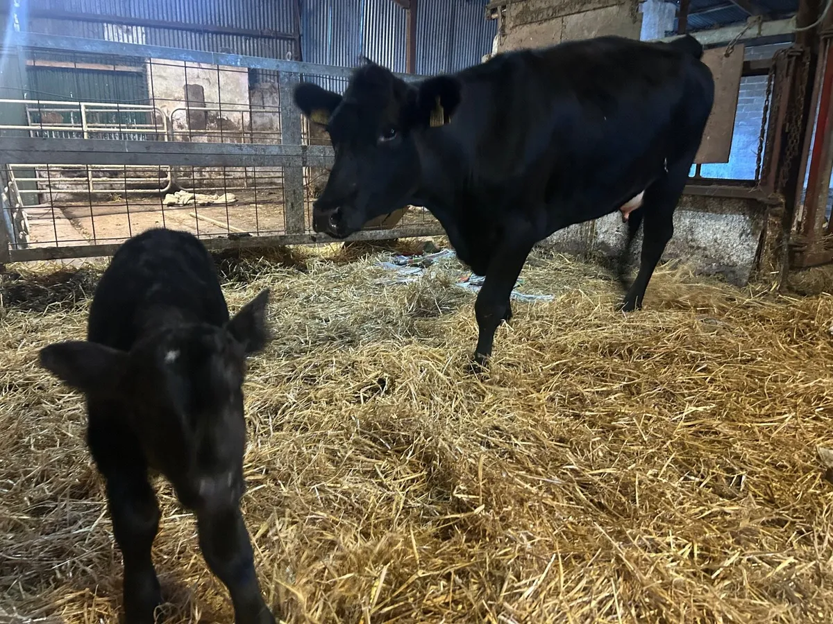 Angus heifer and Calf - Image 2