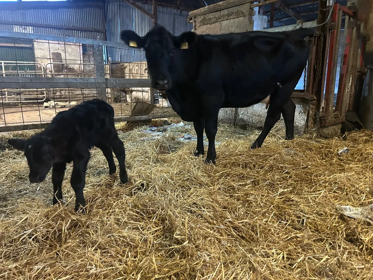 Angus heifer and Calf - Image 3