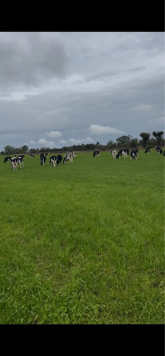 In-Calf PBR Friesian Heifers
