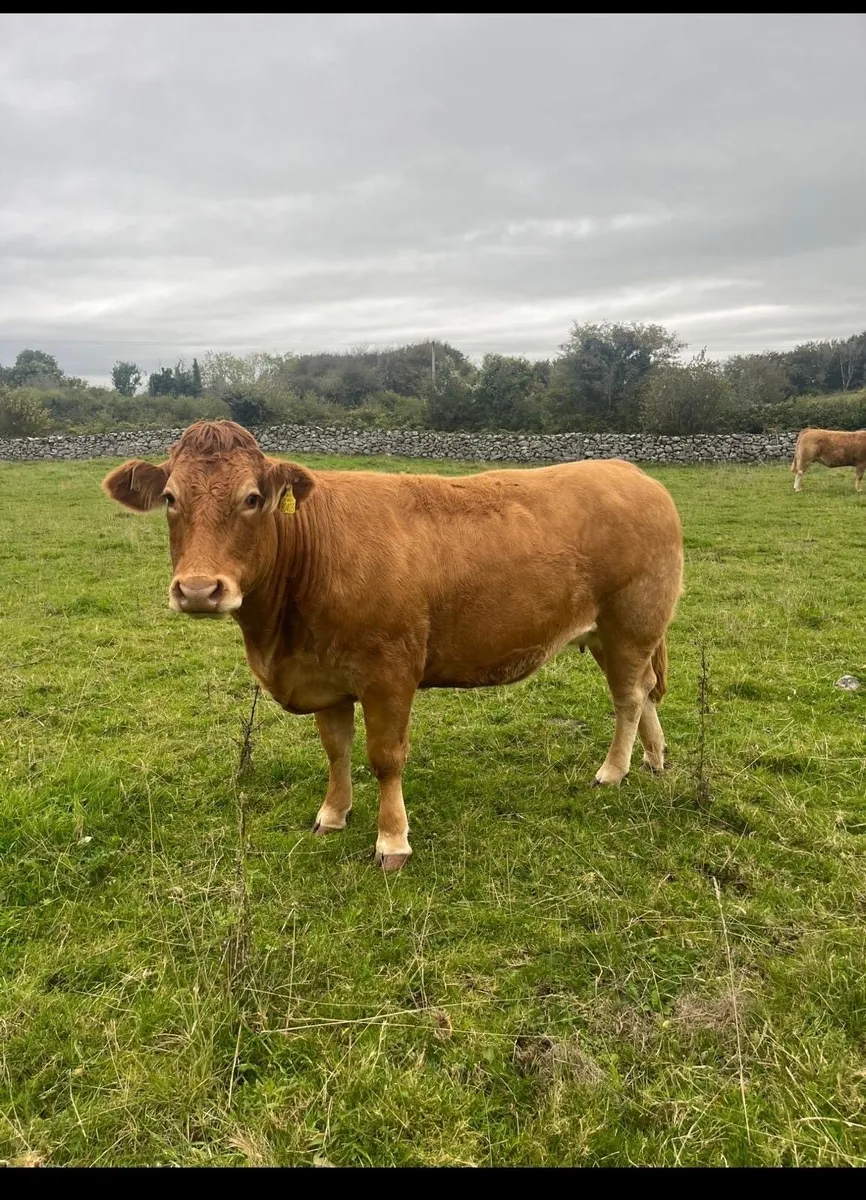Gort Mart; Thursday 15th October - Image 2