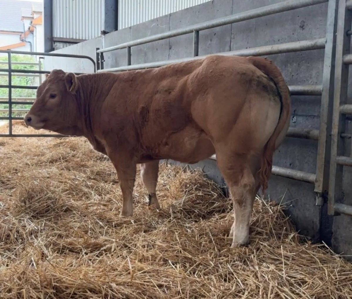 Gort Mart; Thursday 15th October - Image 3