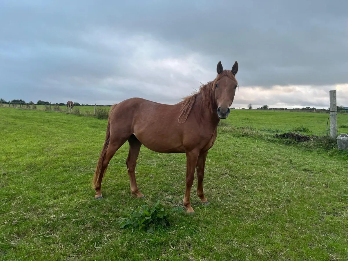 3 year old gelding - Image 2
