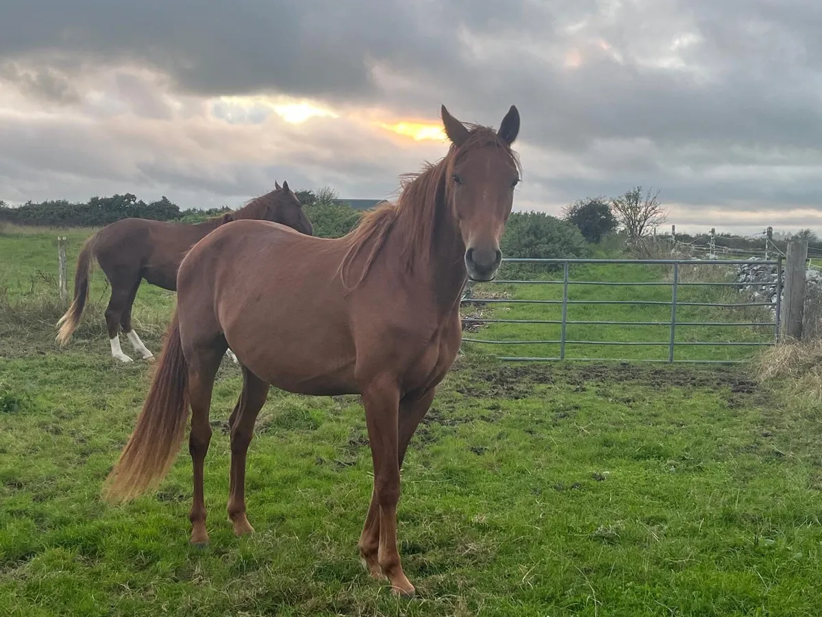 3 year old gelding - Image 1