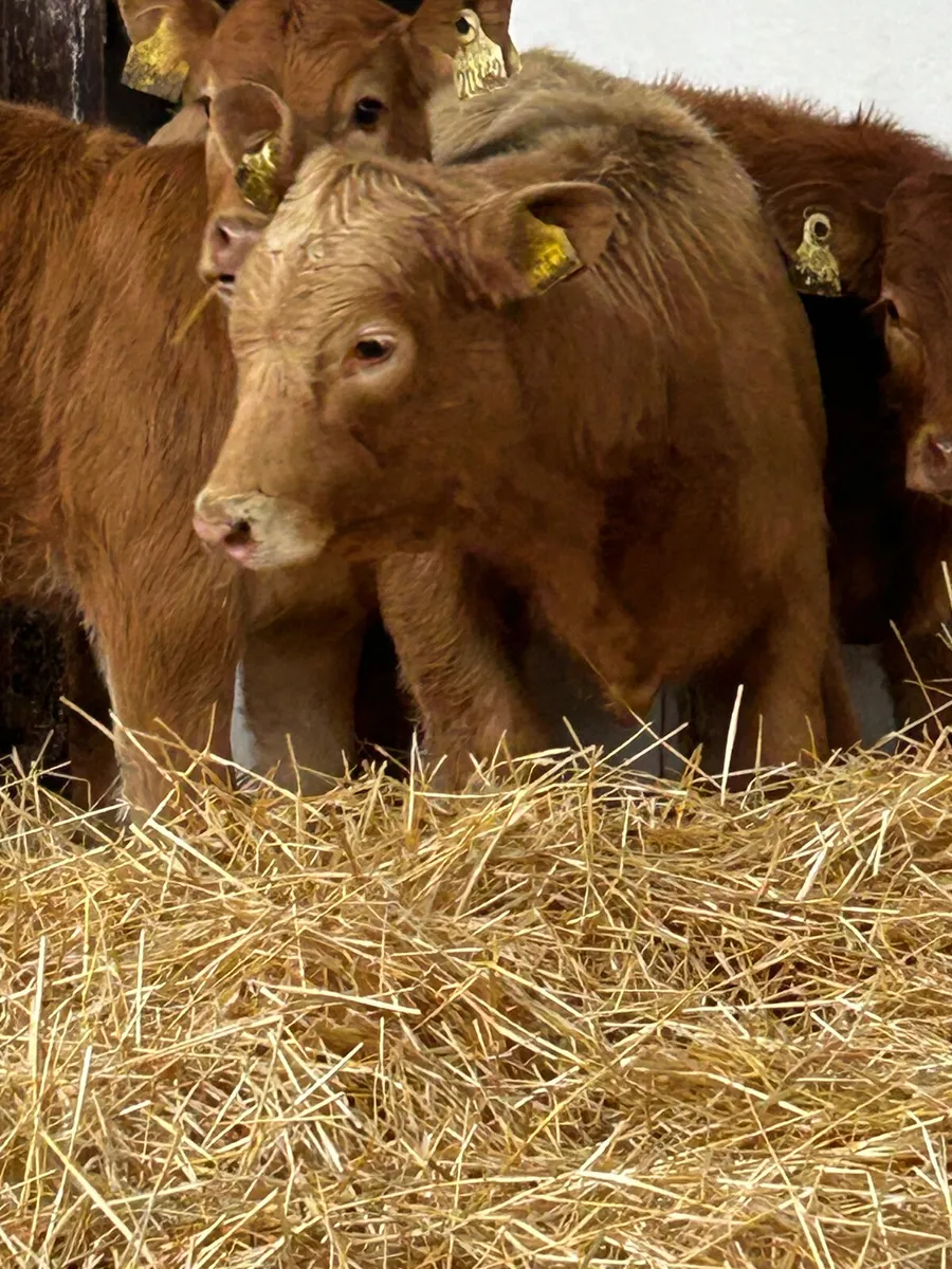 3 TOP QUALITY CONTINENTAL HEIFER RUNNERS - Image 3