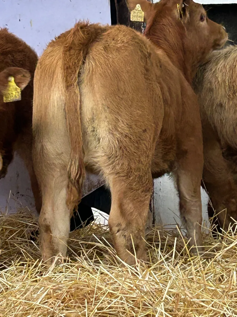 3 TOP QUALITY CONTINENTAL HEIFER RUNNERS - Image 4