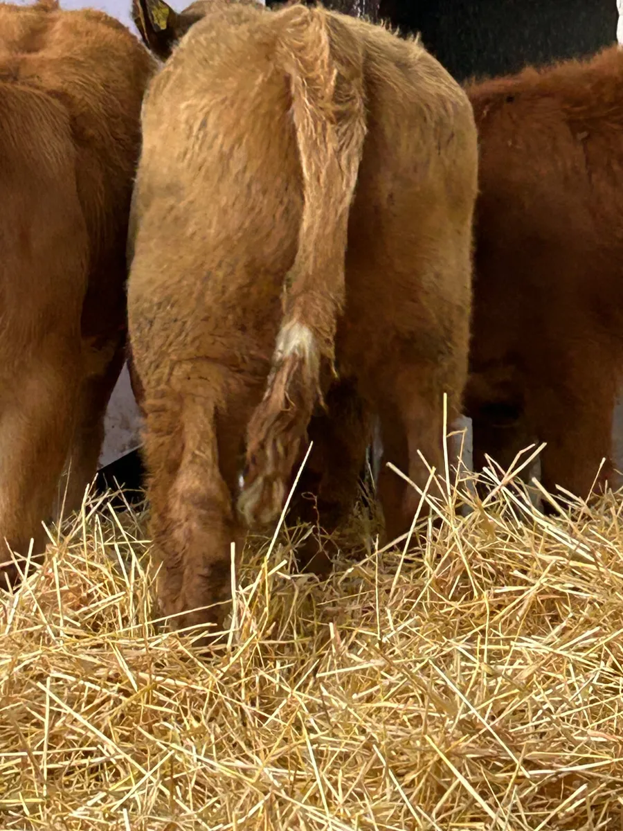 3 TOP QUALITY CONTINENTAL HEIFER RUNNERS - Image 2