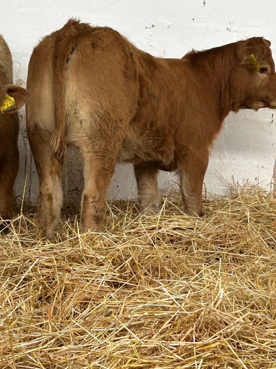 3 TOP QUALITY CONTINENTAL HEIFER RUNNERS - Image 1