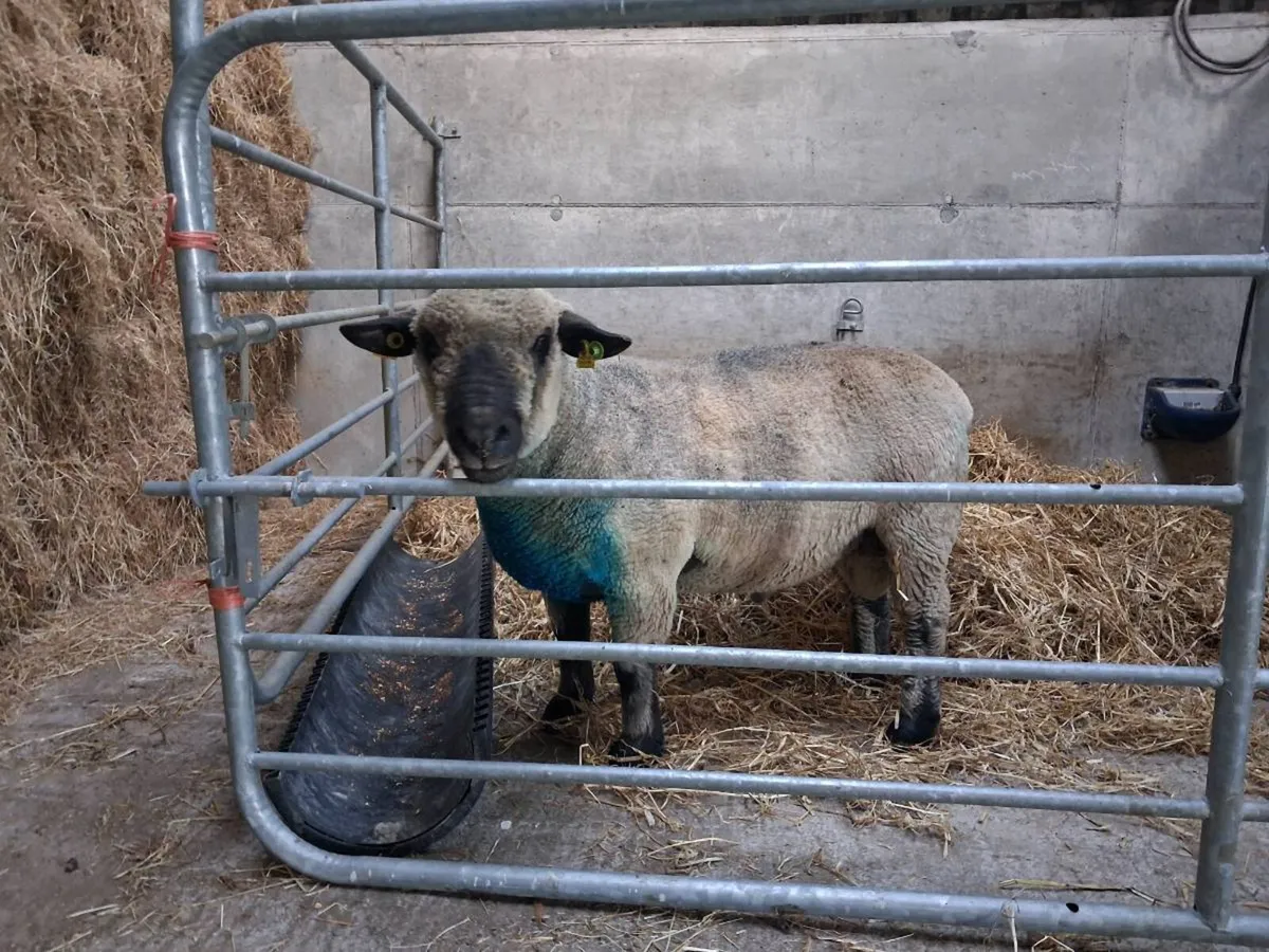 Hampshire Down Ram SIS eligible - Image 1