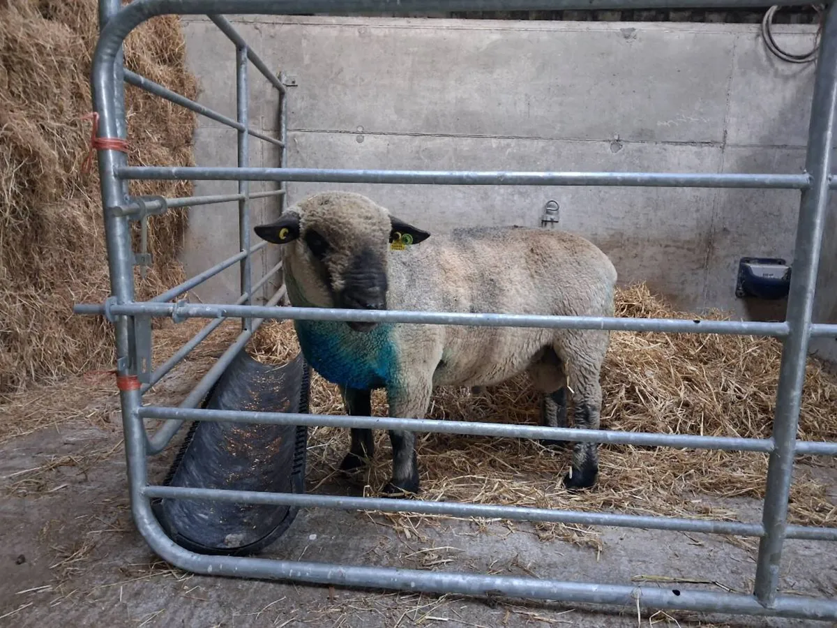 Hampshire Down Ram SIS eligible - Image 2
