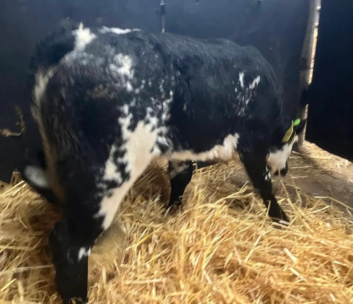 Top Quality Belgian Blue Calves - Image 2