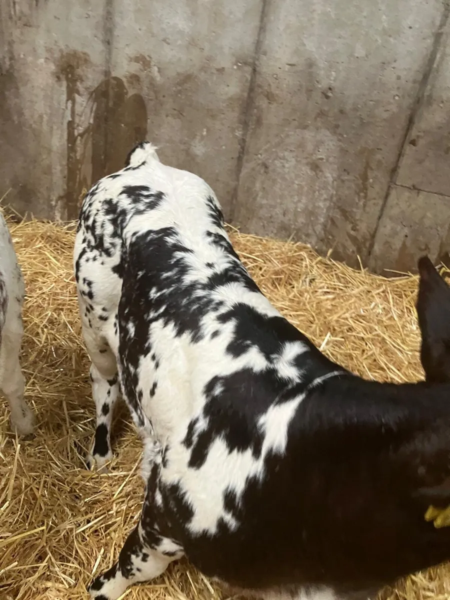Top Quality Belgian Blue Calves - Image 3