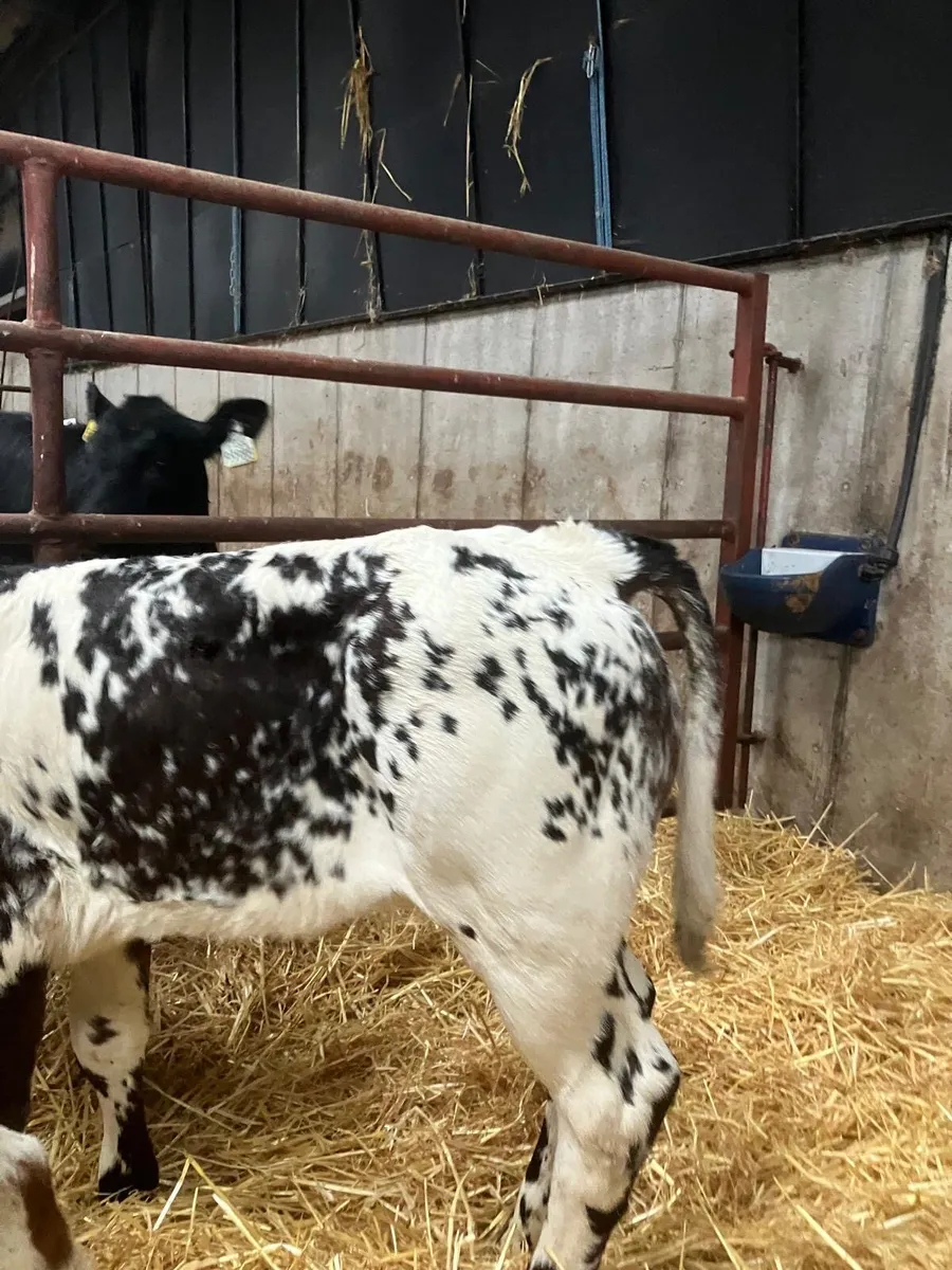 Top Quality Belgian Blue Calves - Image 4