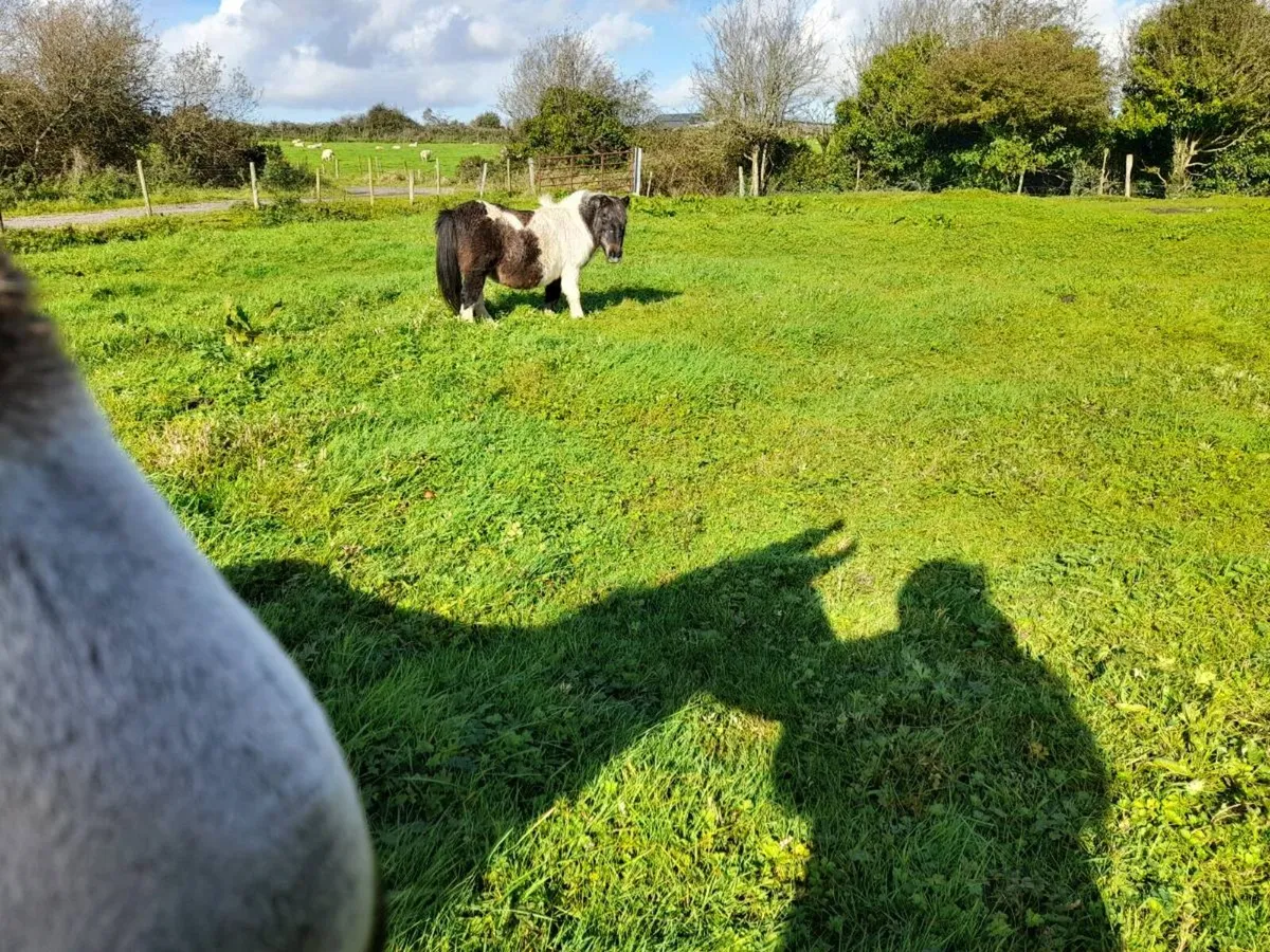 Miniature Pony - Image 3