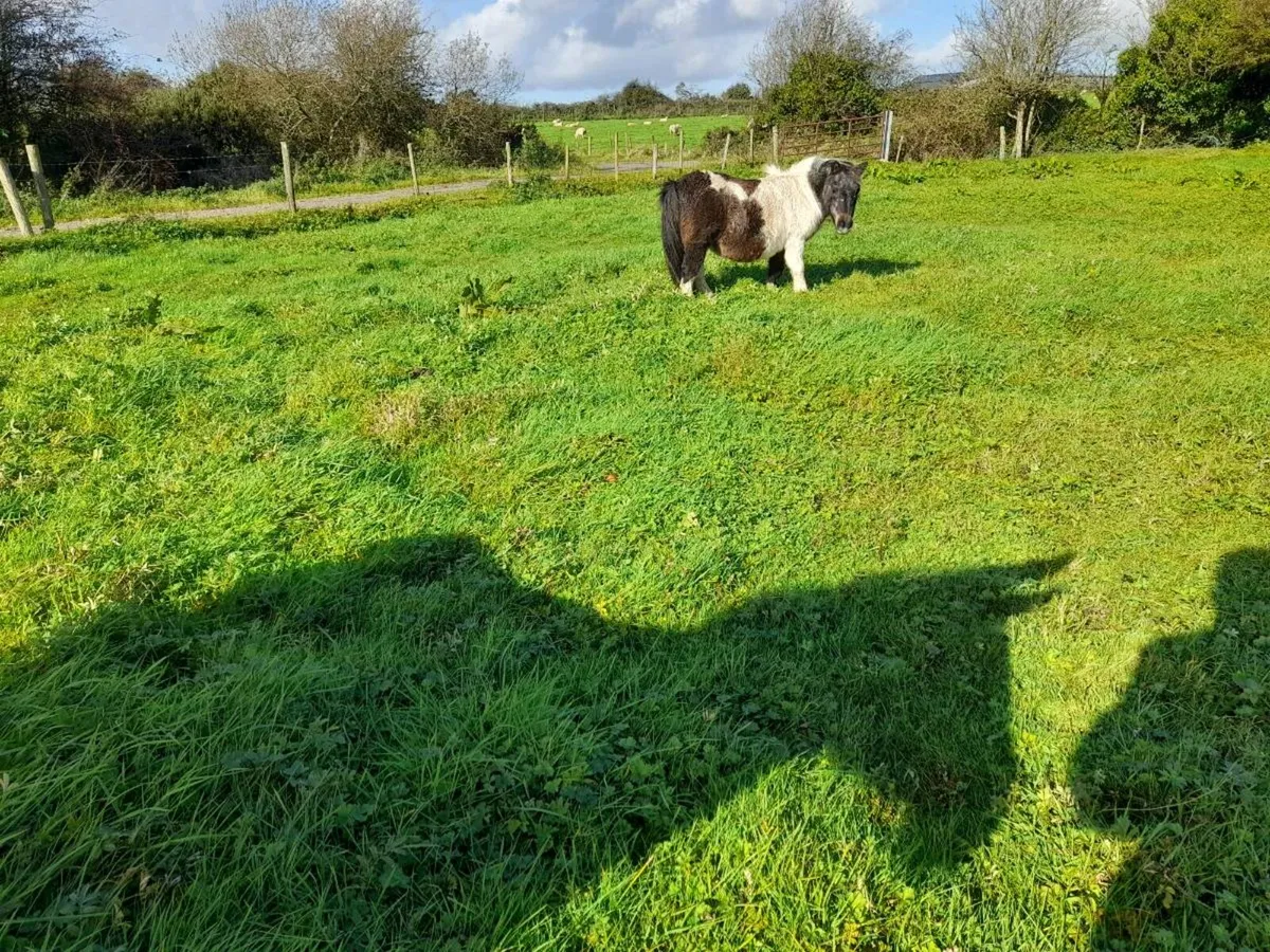 Miniature Pony - Image 1