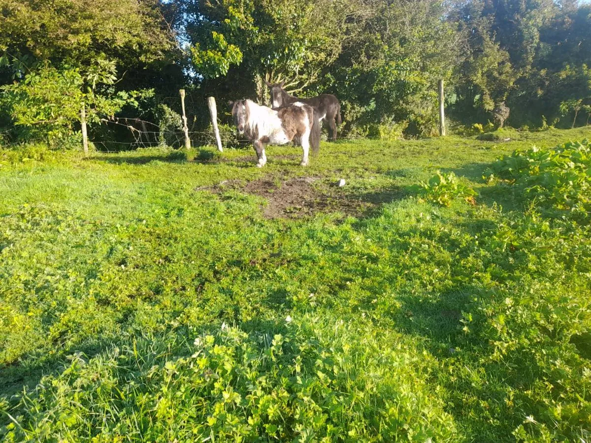 Miniature Pony - Image 2