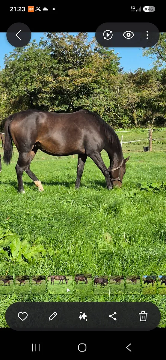 8 TB broodmare infoal - Image 1