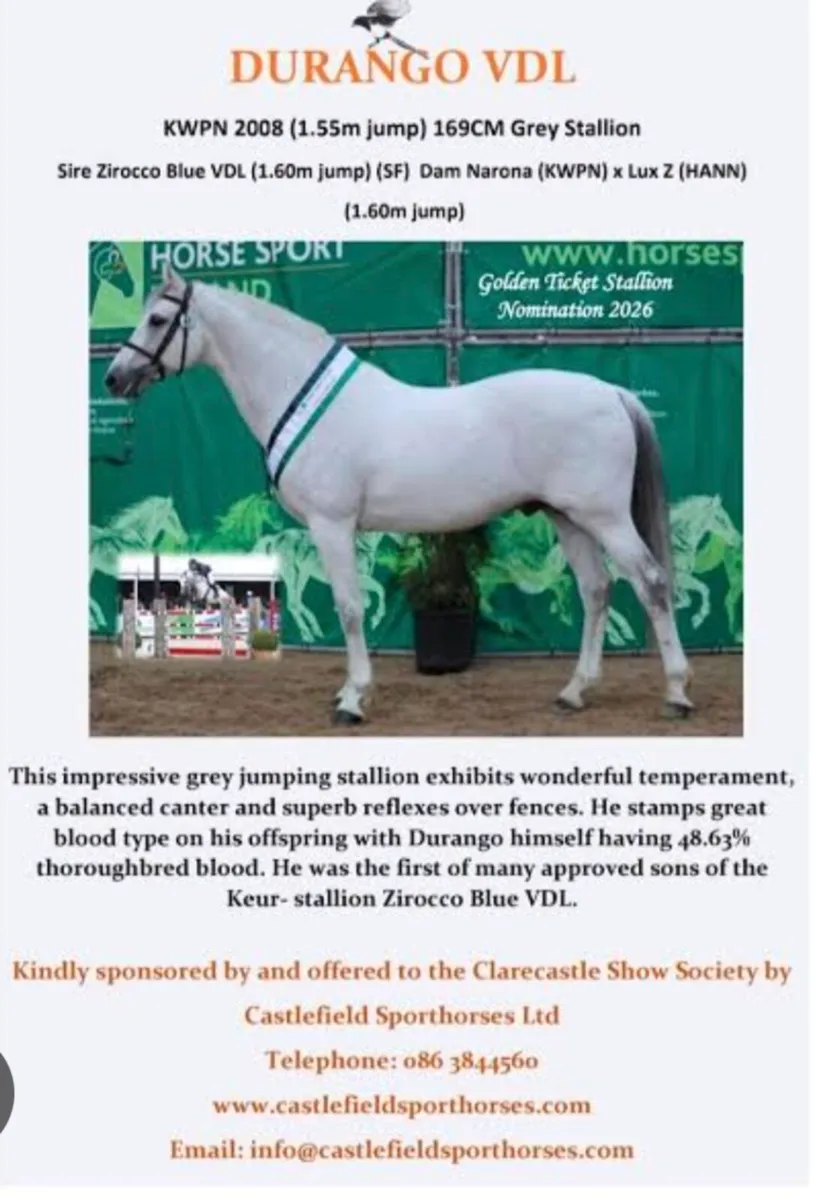 8 TB broodmare infoal - Image 2