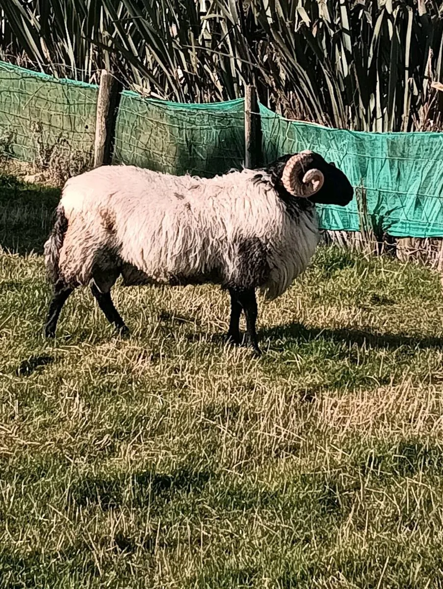 MAYO HOGGET RAM