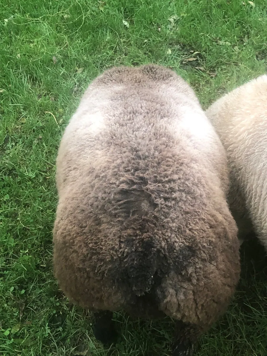 Ram lambs - Image 2