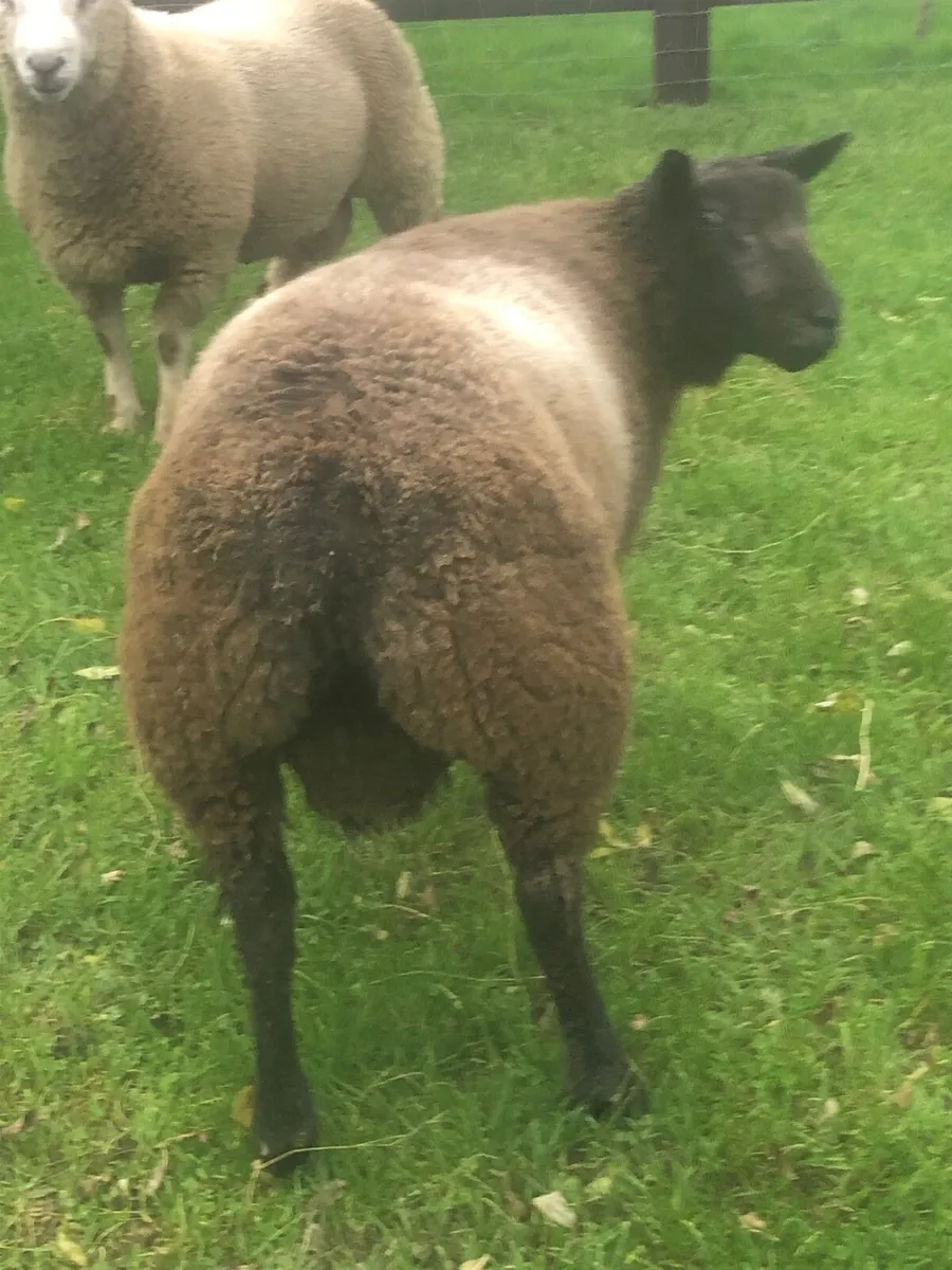 Ram lambs - Image 3