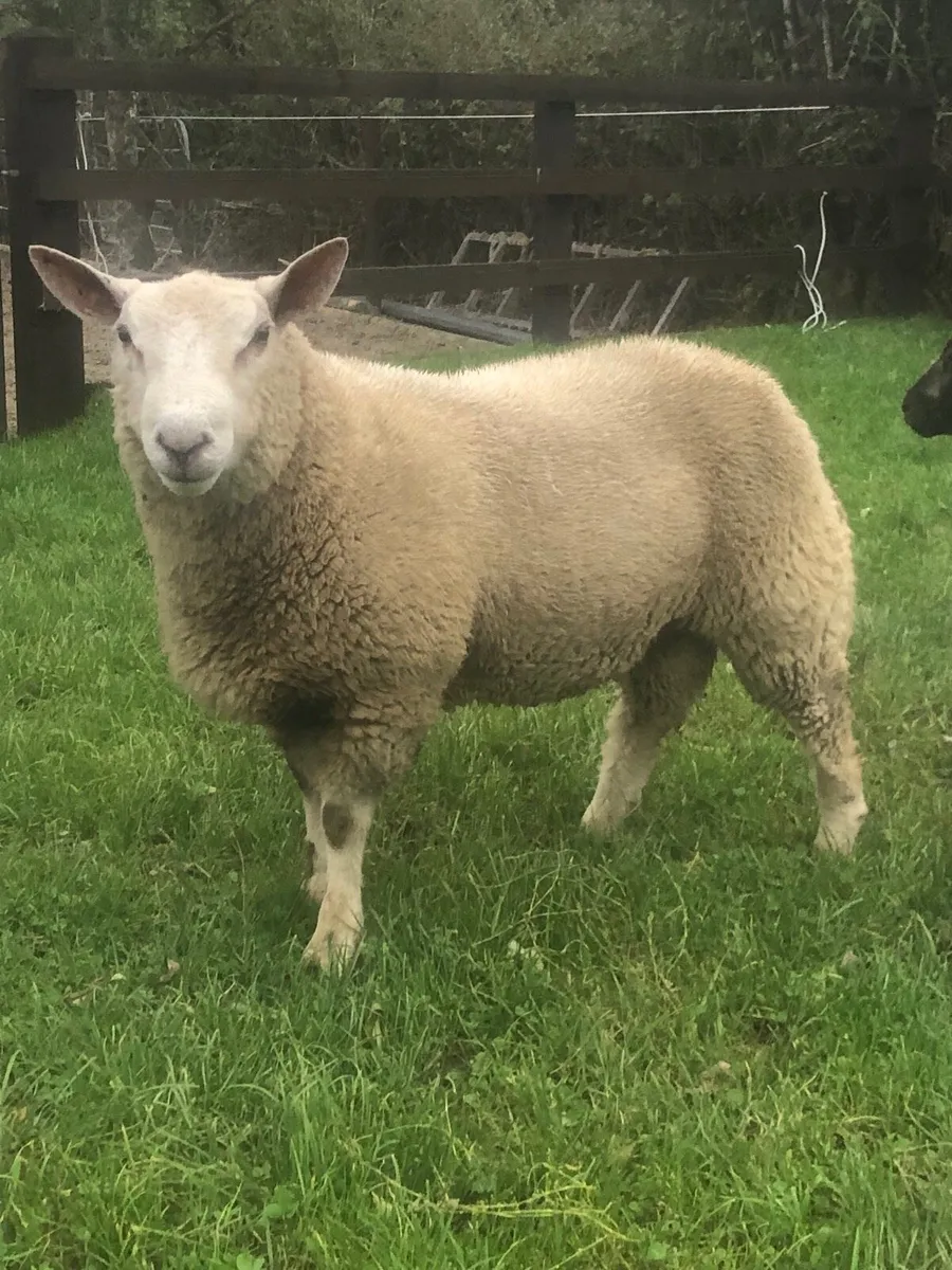 Ram lambs - Image 1