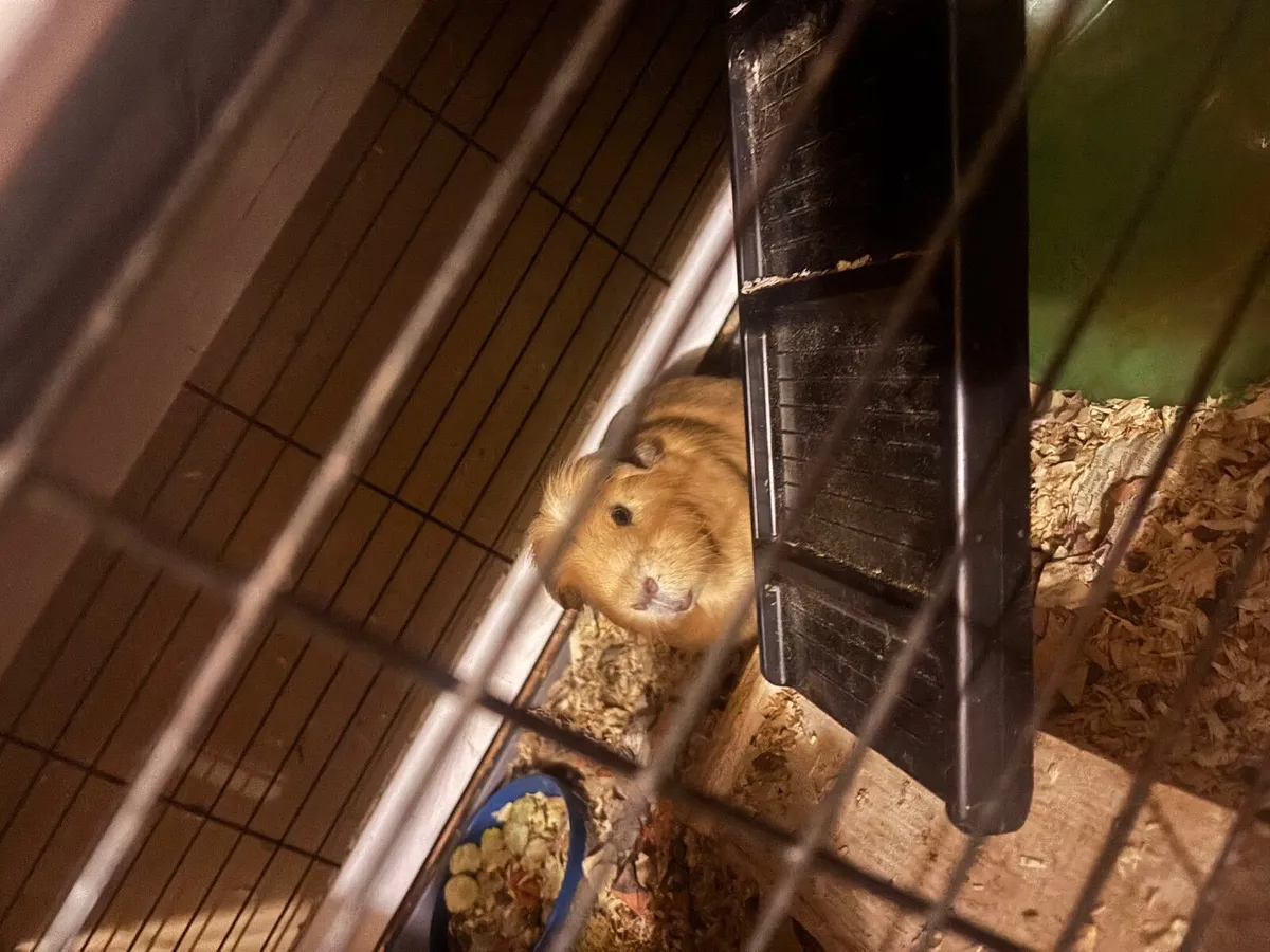 3 Guinea pigs & double story hutch - Image 2