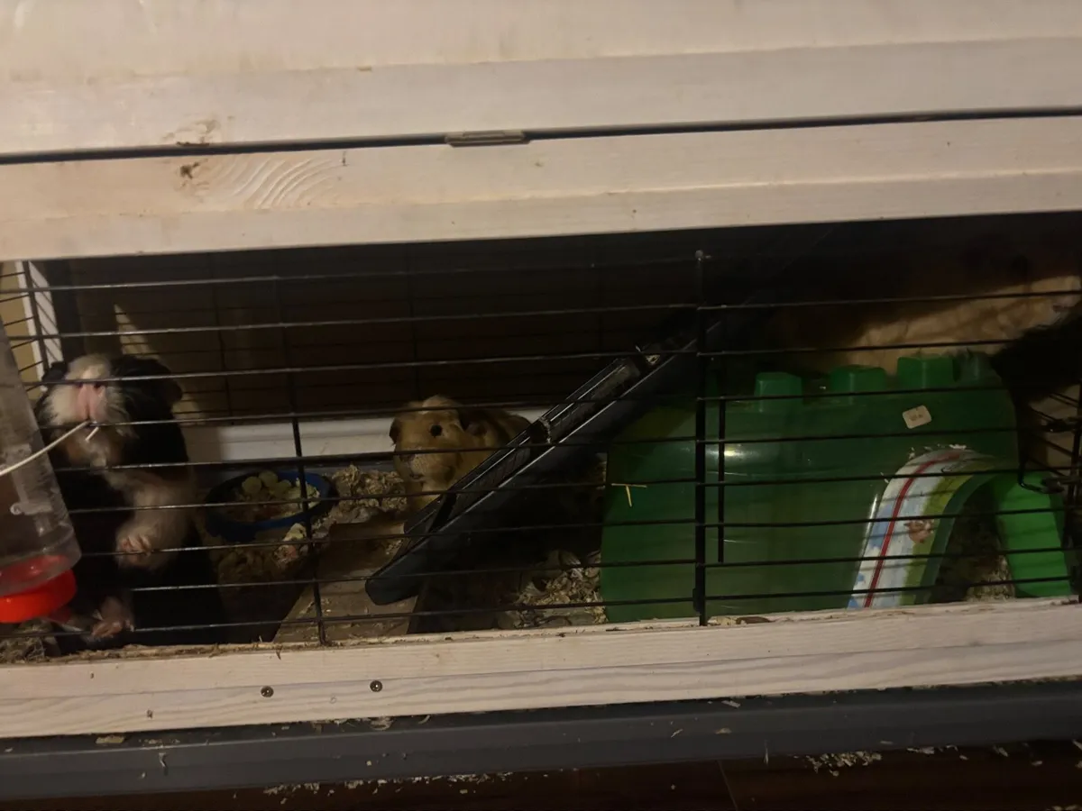 3 Guinea pigs & double story hutch - Image 3