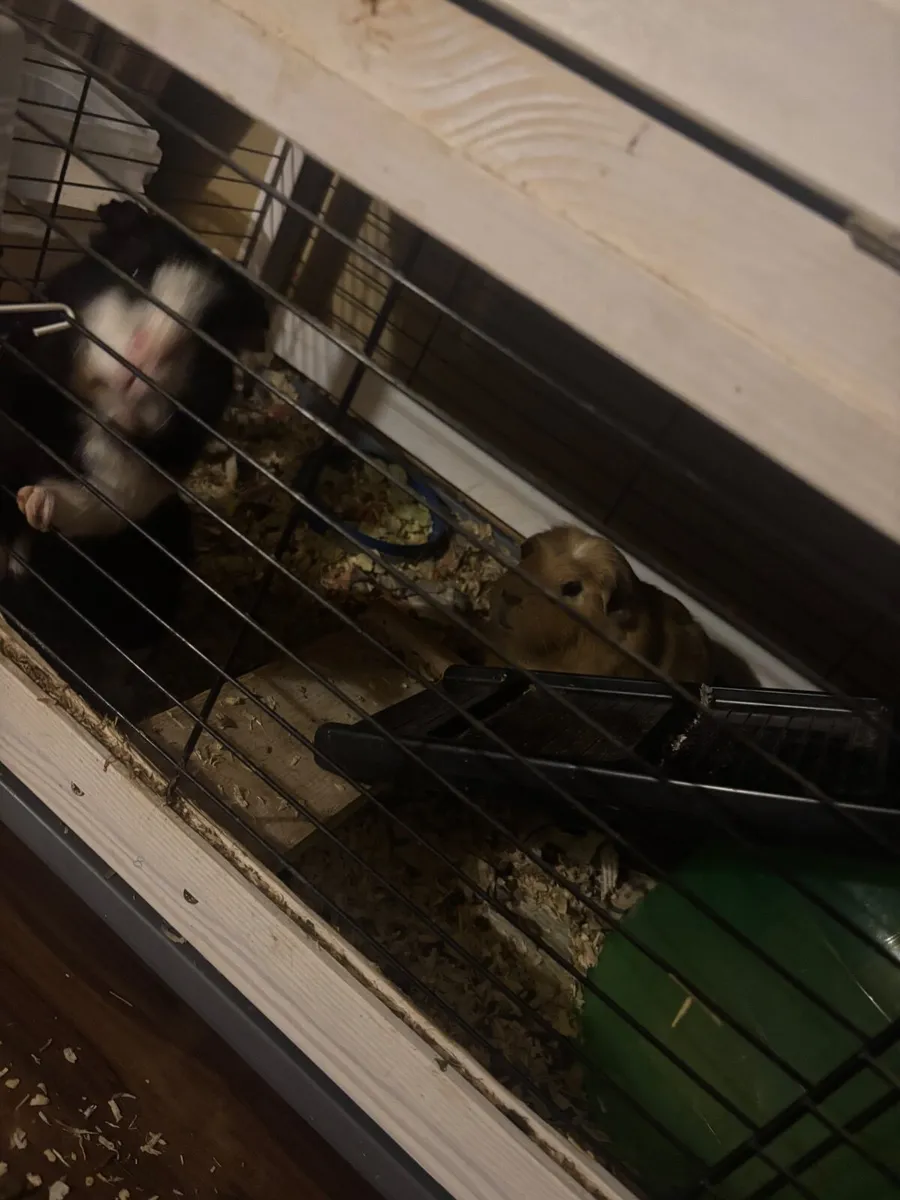 3 Guinea pigs & double story hutch - Image 4