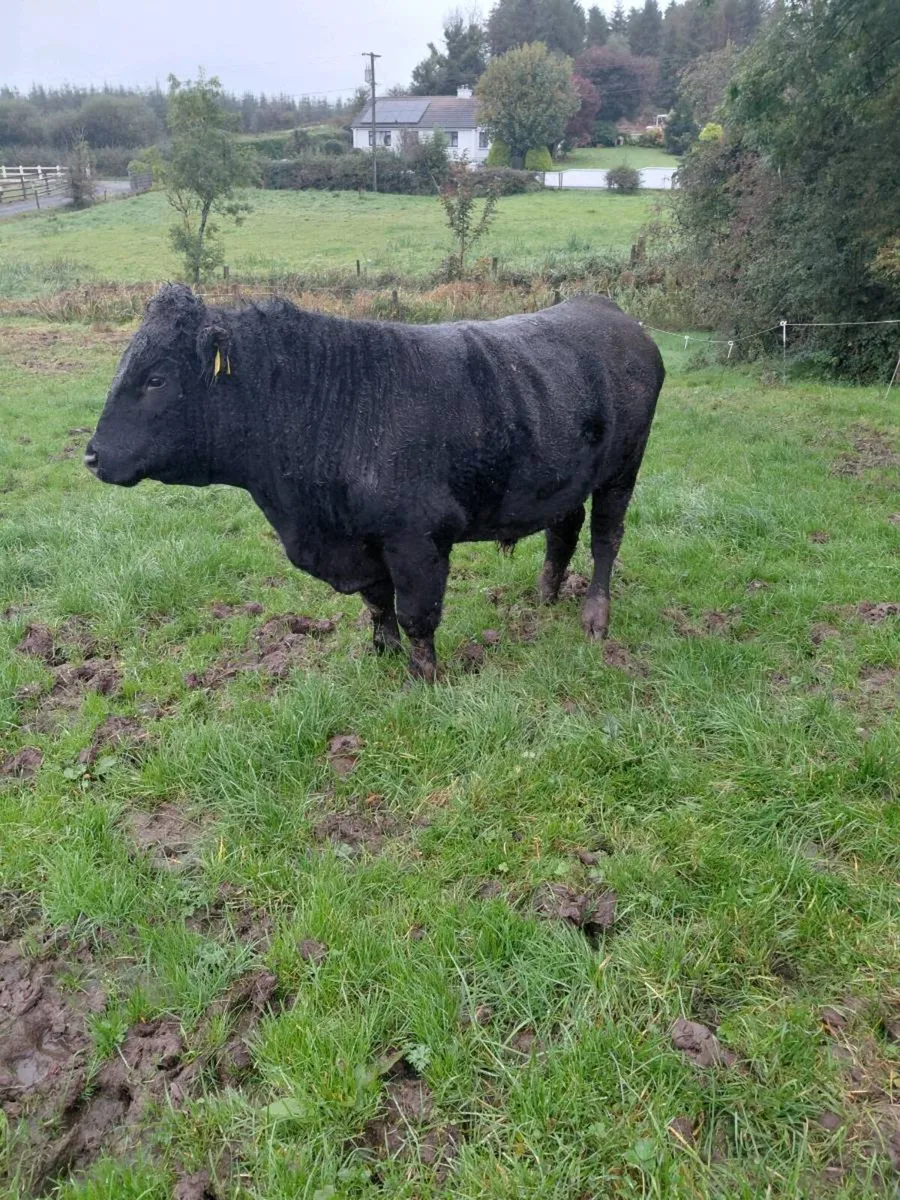 Angus bull - Image 1