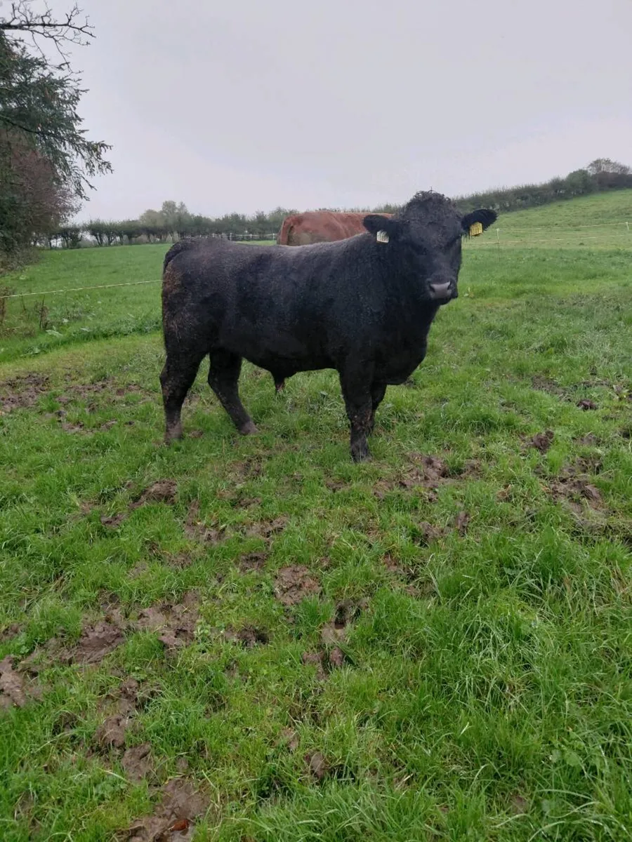 Angus bull - Image 2