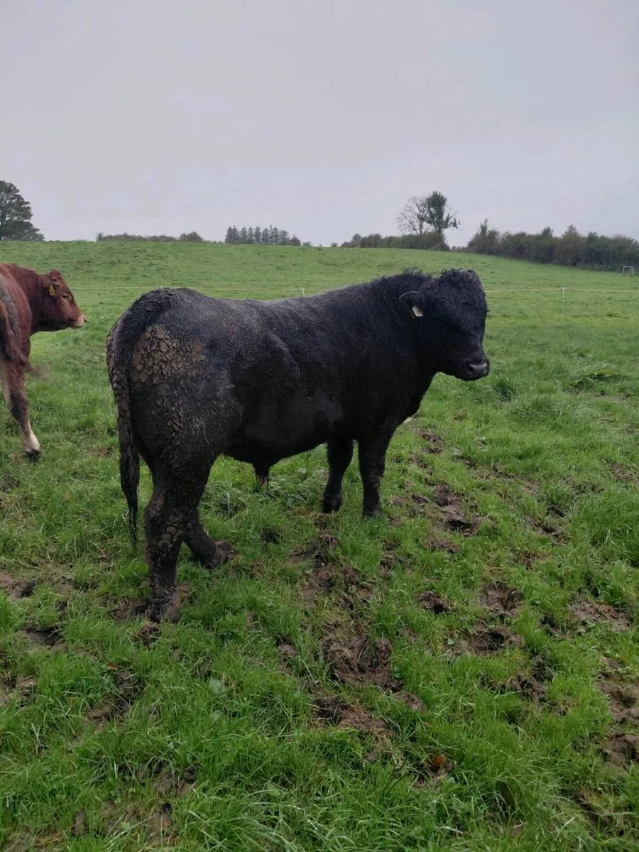 Angus bull - Image 3
