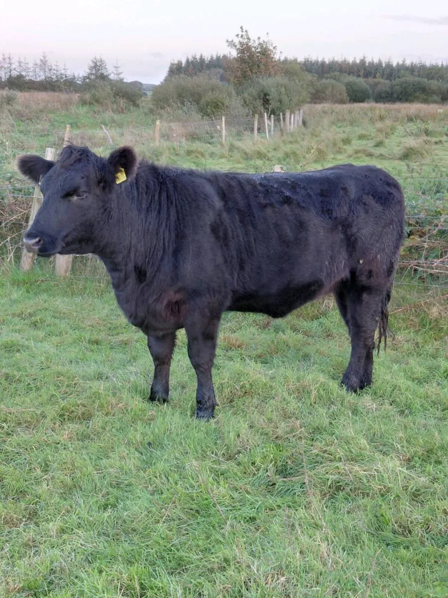 Angus heifer - Image 3