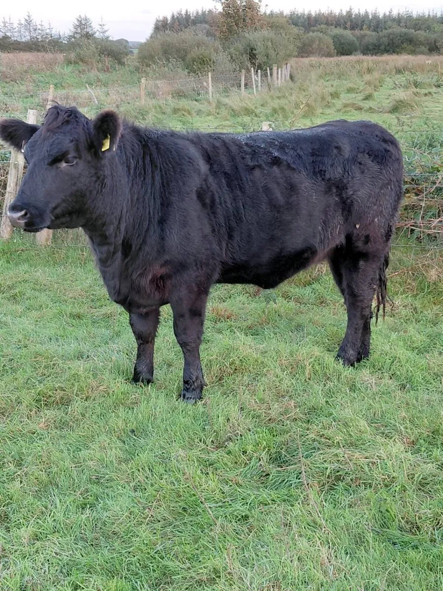 Angus heifer - Image 1