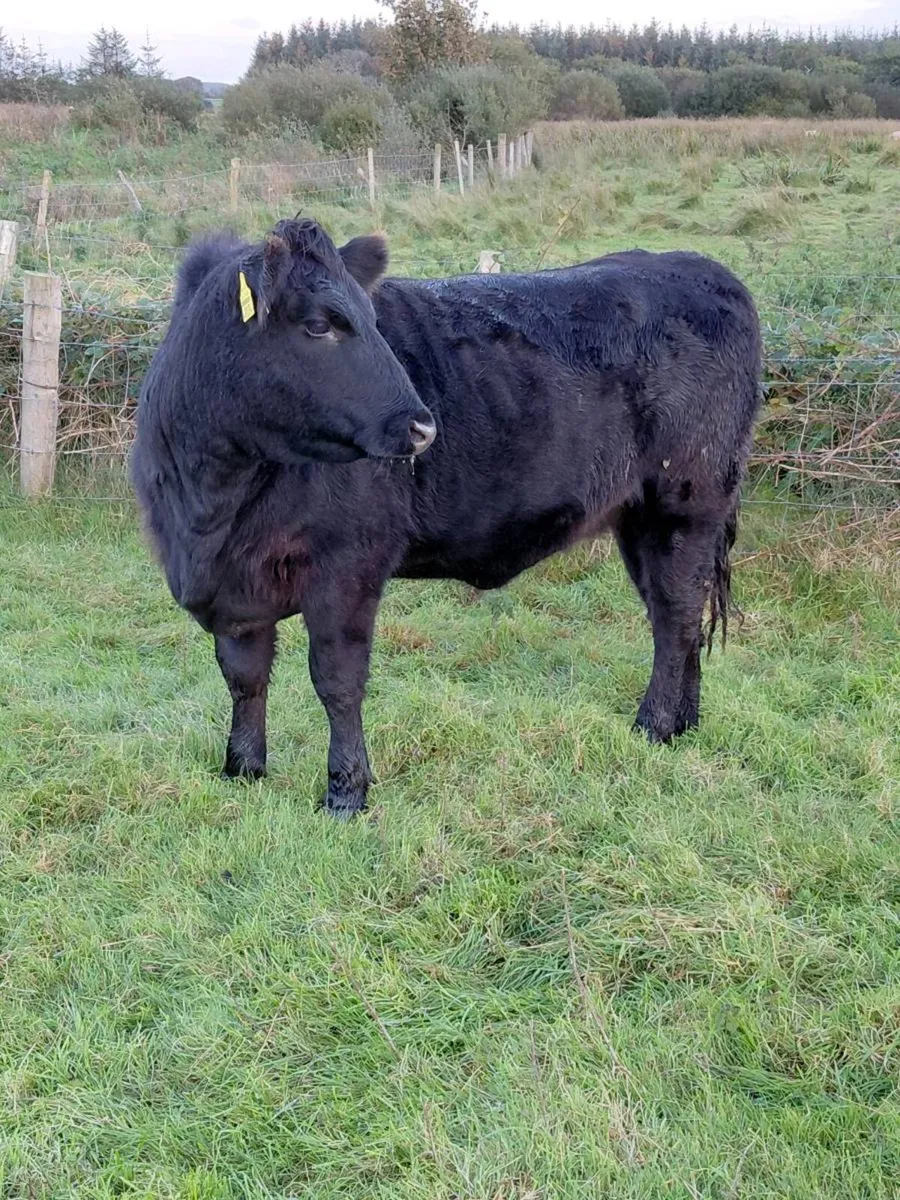 Angus heifer - Image 2