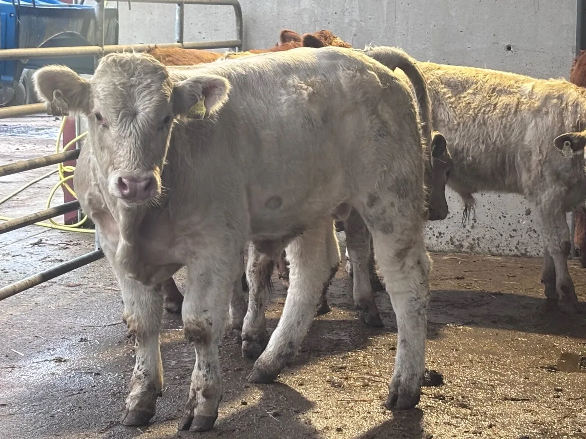 6 super continental bull Weanlings for sale - Image 4
