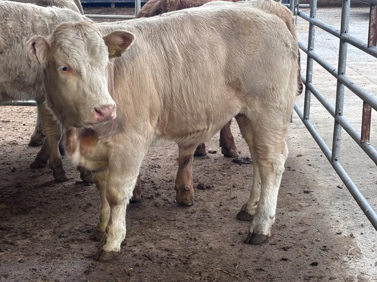 6 super continental bull Weanlings for sale - Image 1