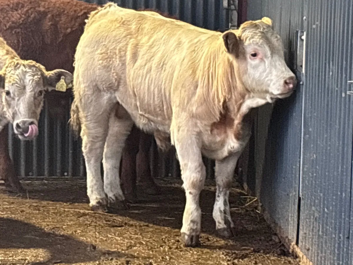 6 super continental bull Weanlings for sale - Image 2